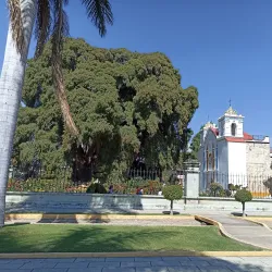 El Tule Tree (Arbol del Tule) - Oaxaca de Juarez