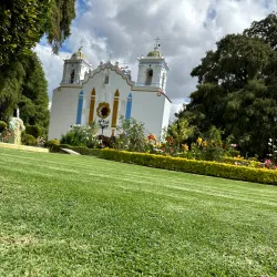 El Tule Tree (Arbol del Tule) - Oaxaca de Juarez