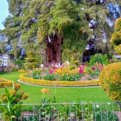 El Tule Tree (Arbol del Tule) - Oaxaca de Juarez