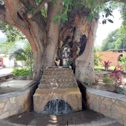El Tule Tree (Arbol del Tule) - Oaxaca de Juarez
