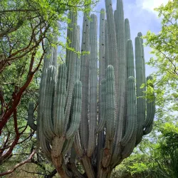 Ethnobotanical Garden of Oaxaca - Oaxaca de Juarez