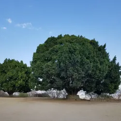 Monte Albán - Oaxaca de Juarez