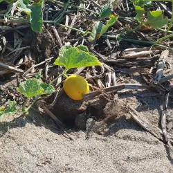 Petatlán Beach - Petatlan
