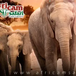 Africam Safari - Puebla