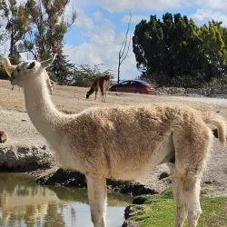 Africam Safari - Puebla