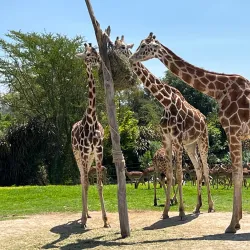 Africam Safari - Puebla