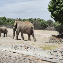 Africam Safari - Puebla
