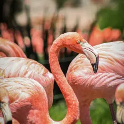 Africam Safari - Puebla