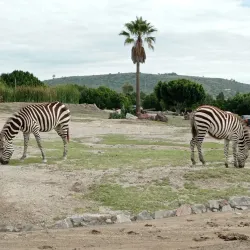 Africam Safari - Puebla