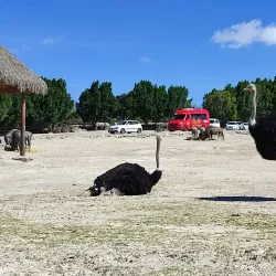 Africam Safari - Puebla