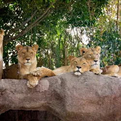 Africam Safari - Puebla