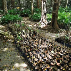 Botanical Garden Dr. Alfredo Barrera Marín - Puerto Morelos