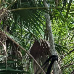 Botanical Garden Dr. Alfredo Barrera Marín - Puerto Morelos