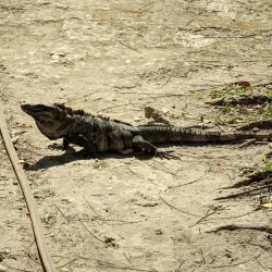 Botanical Garden Dr. Alfredo Barrera Marín - Puerto Morelos