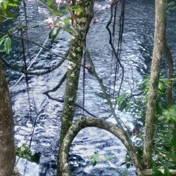 Cenote Verde Lucero - Puerto Morelos
