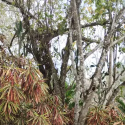 Cenote Verde Lucero - Puerto Morelos