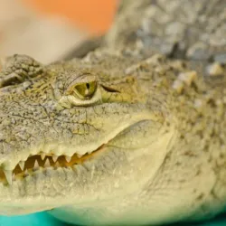 Croco Cun Zoo - Puerto Morelos