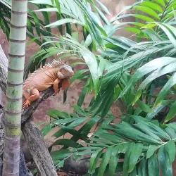 Croco Cun Zoo - Puerto Morelos