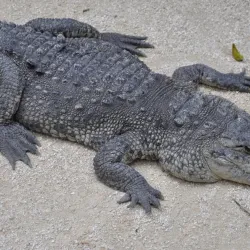 Croco Cun Zoo - Puerto Morelos
