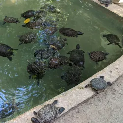 Croco Cun Zoo - Puerto Morelos