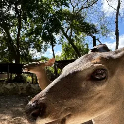 Croco Cun Zoo - Puerto Morelos