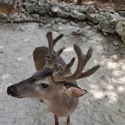 Croco Cun Zoo - Puerto Morelos