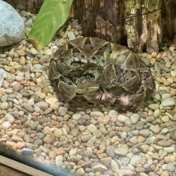 Croco Cun Zoo - Puerto Morelos