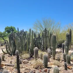 Desert Museum (Museo Desierto de Sonora) - Puerto Penasco