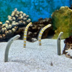 Desert Museum (Museo Desierto de Sonora) - Puerto Penasco