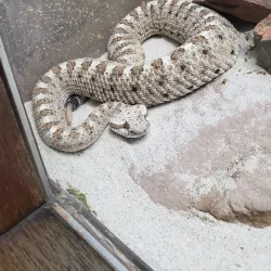 Desert Museum (Museo Desierto de Sonora) - Puerto Penasco