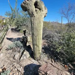 Desert Museum (Museo Desierto de Sonora) - Puerto Penasco