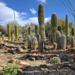 Desert Museum (Museo Desierto de Sonora) - Puerto Penasco