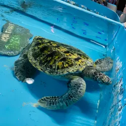 Puerto Peñasco Aquarium (Acuario de Puerto Peñasco) - Puerto Penasco