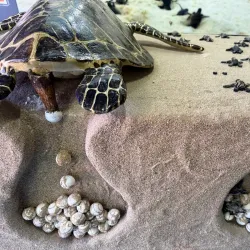 Puerto Peñasco Aquarium (Acuario de Puerto Peñasco) - Puerto Penasco