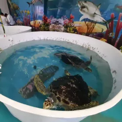 Puerto Peñasco Aquarium (Acuario de Puerto Peñasco) - Puerto Penasco