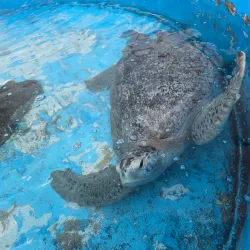 Puerto Peñasco Aquarium (Acuario de Puerto Peñasco) - Puerto Penasco