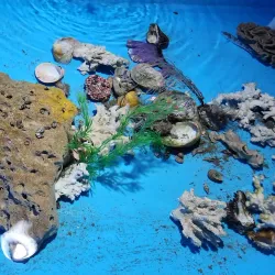 Puerto Peñasco Aquarium (Acuario de Puerto Peñasco) - Puerto Penasco
