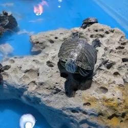 Puerto Peñasco Aquarium (Acuario de Puerto Peñasco) - Puerto Penasco