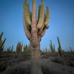 Cactus Forest and Desert Trails - San Carlos
