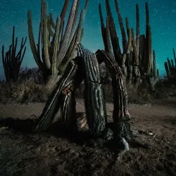 Cactus Forest and Desert Trails - San Carlos