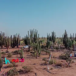 Cactus Forest and Desert Trails - San Carlos