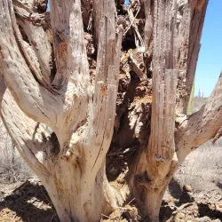 Cactus Forest and Desert Trails - San Carlos