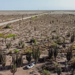 Cactus Forest and Desert Trails - San Carlos
