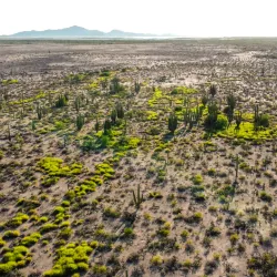 Cactus Forest and Desert Trails - San Carlos