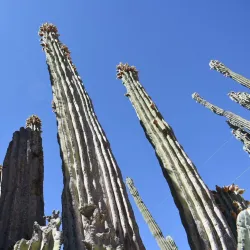 Cactus Forest and Desert Trails - San Carlos