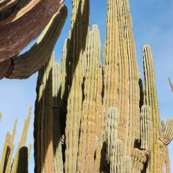 Cactus Forest and Desert Trails - San Carlos