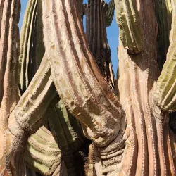 Cactus Forest and Desert Trails - San Carlos