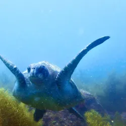 Diving and Snorkeling Sites - San Carlos