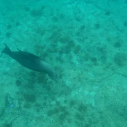 Isla San Pedro Nolasco - San Carlos