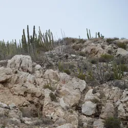 Isla San Pedro Nolasco - San Carlos